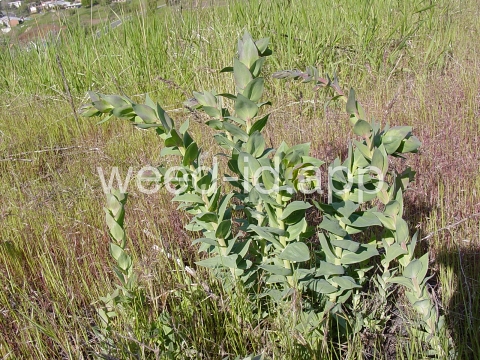 toadflax, Dalmatian